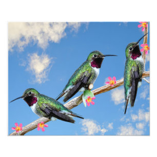 Stretched Canvas Print Three Hummingbirds perched
