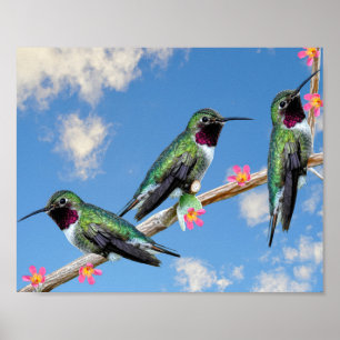 Stretched Canvas Print Three Hummingbirds perched 
