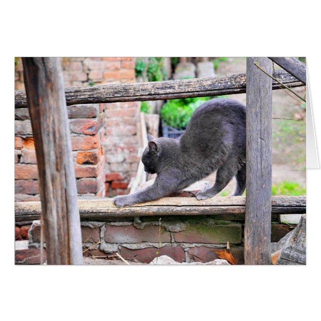 Stretching cat (Front Horizontal)