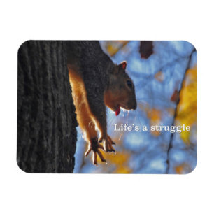 Stretching Squirrel 2 Magnet