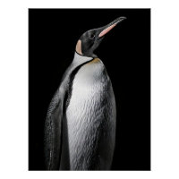 Striking High Contrast Emperor Penguin Fine Art