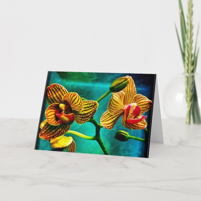 Striking Phalenopsis Orchid Blank Greeting Card (Front)