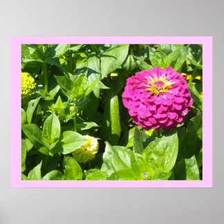 Striking Pink Zinnia Poster
