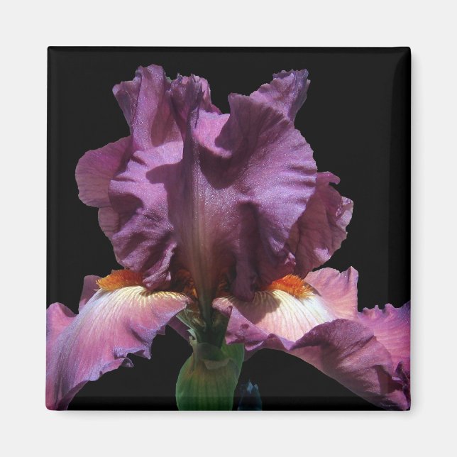 Striking Purple Iris Magnet (Front)