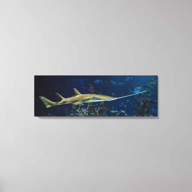 Striking Sawfish Canvas Print (Front)