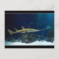 Striking Sawfish