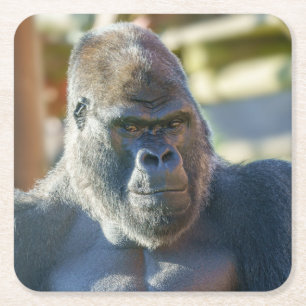 Striking Silverback Coffee Square Paper Coaster