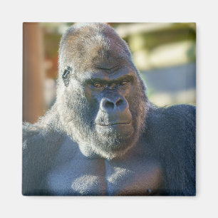 Striking Silverback Magnet