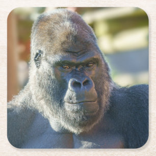 Striking Silverback Square Paper Coaster