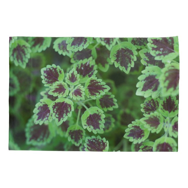 Striking Variegated Coleus Foliage Pillowcase (Back)
