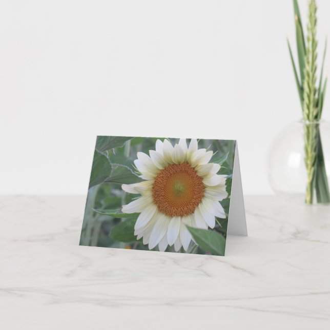 Striking White Sunflower Note Card (Front)