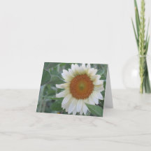 Striking White Sunflower Note Card