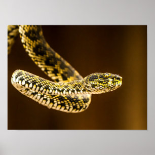 Striking Yellow and Black Patterned Viper Snake  Poster