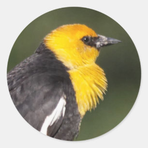 Striking Yellow-Headed Blackbird in the Marsh Classic Round Sticker