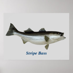 Stripe Bass Poster