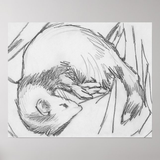 "Stripe" Ferret Drawing Poster (Front)