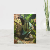 Striped altum angelfish 