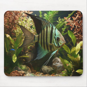 Striped altum angelfish  mouse pad