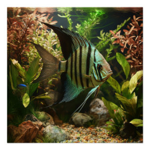 Striped altum angelfish poster