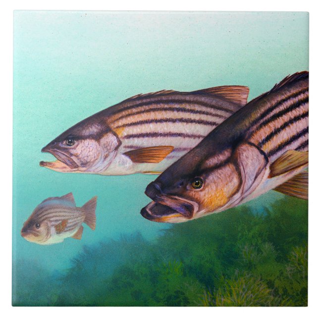 Striped Bass Atlantic Striper Tile (Front)