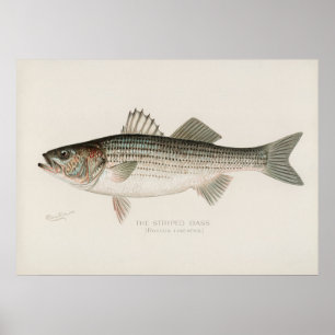 Striped bass fish vintage art poster
