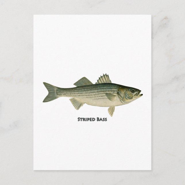 Striped Bass Logo Postcard (Front)