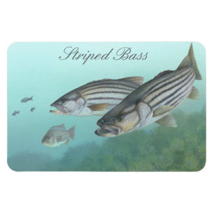 Striped Bass Painting Magnet