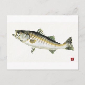 Striped Bass Postcard