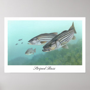 Striped Bass Poster