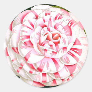 Striped candy cane camellia classic round sticker