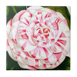 Striped candy cane camellia tile