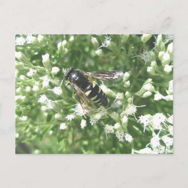 Striped Hornet Postcard (Front)
