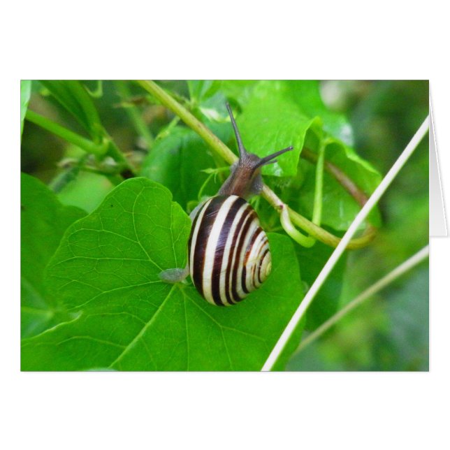 Striped Land Snail on a Green Leaf Blank Card (Front Horizontal)