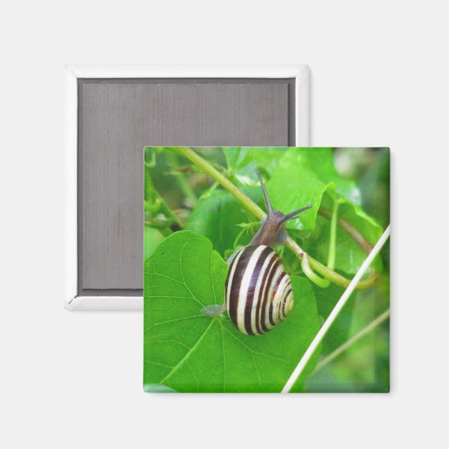 Striped Land Snail on a Leaf Magnet (Front/Back)