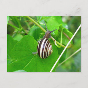 Striped Land Snail on a Leaf Postcard