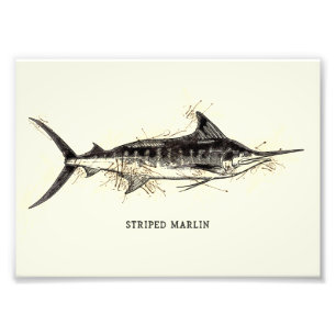 Striped marlin Kajikia audax Vintage Drawing Art Photo Print
