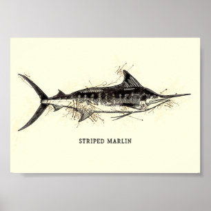Striped marlin Kajikia audax Vintage Drawing Art Poster