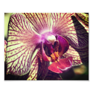 Striped Purple Orchid Flower Close Up 8x10 Photo Print