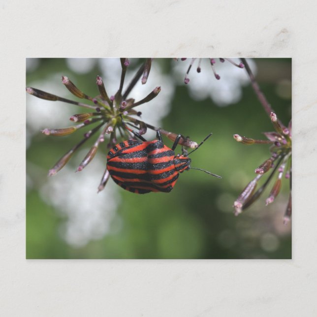 Striped Shieldbug postcard (Front)