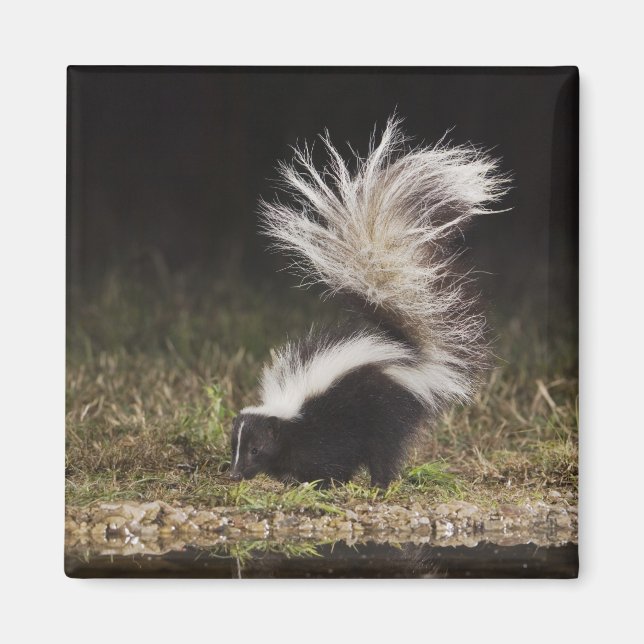 Striped Skunk, Mephitis mephitis Magnet (Front)