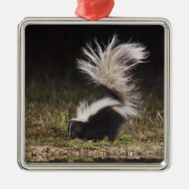 Striped Skunk, Mephitis mephitis Metal Ornament (Front)