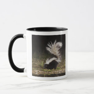 Striped Skunk, Mephitis mephitis Mug