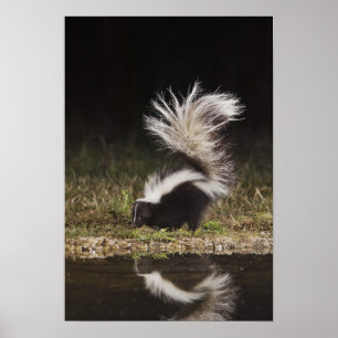 Striped Skunk, Mephitis mephitis Poster