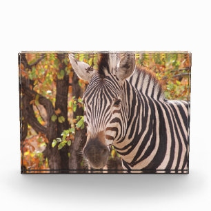 Striped zebra close up in a mopani forest photo block