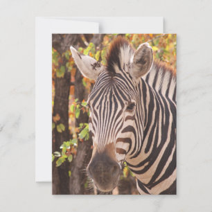 Striped zebra close up in a mopani forest photo holiday card
