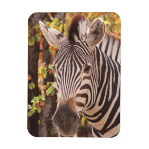 Striped zebra close up in a mopani forest photo magnet