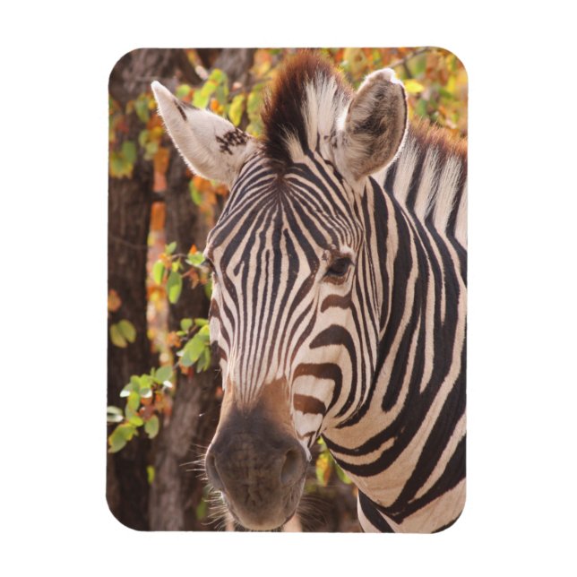 Striped zebra close up in a mopani forest photo magnet (Vertical)