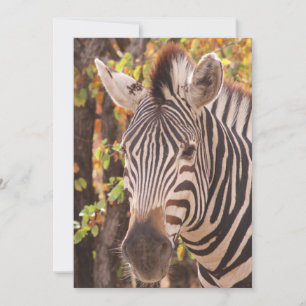 Striped zebra close up in a mopani forest photo thank you card