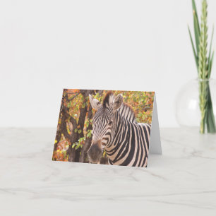 Striped zebra close up in a mopani forest photo thank you card