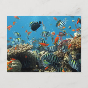 Stripey Tropical Fish Coral Chaos Holiday Postcard